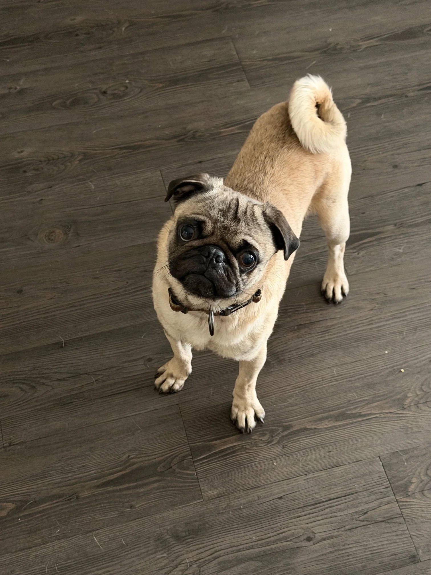 Chiggee — DFW Pug Rescue